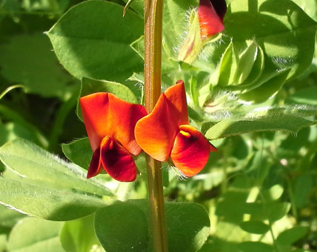 Tetragonolobus purpureus (=Lotus tetragonolobus)/ Ginestrino purpureo